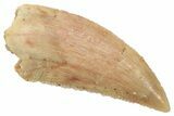 Serrated Raptor Tooth - Real Dinosaur Tooth #357937-1
